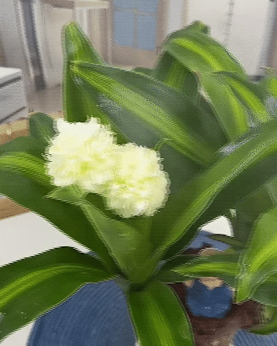 Brazil wood plant packed as eco-friendly gift for housewarming or festive occasion