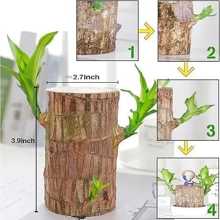 Indoor brazil wood plant with green stems in a modern glass planter