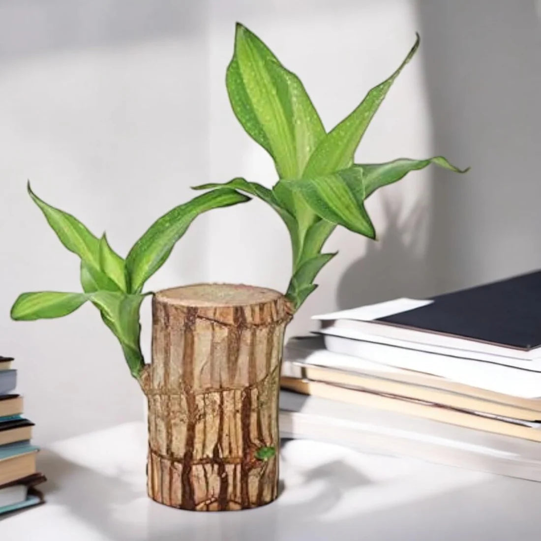 Brazil wood plant in transparent glass pot for home or office décor