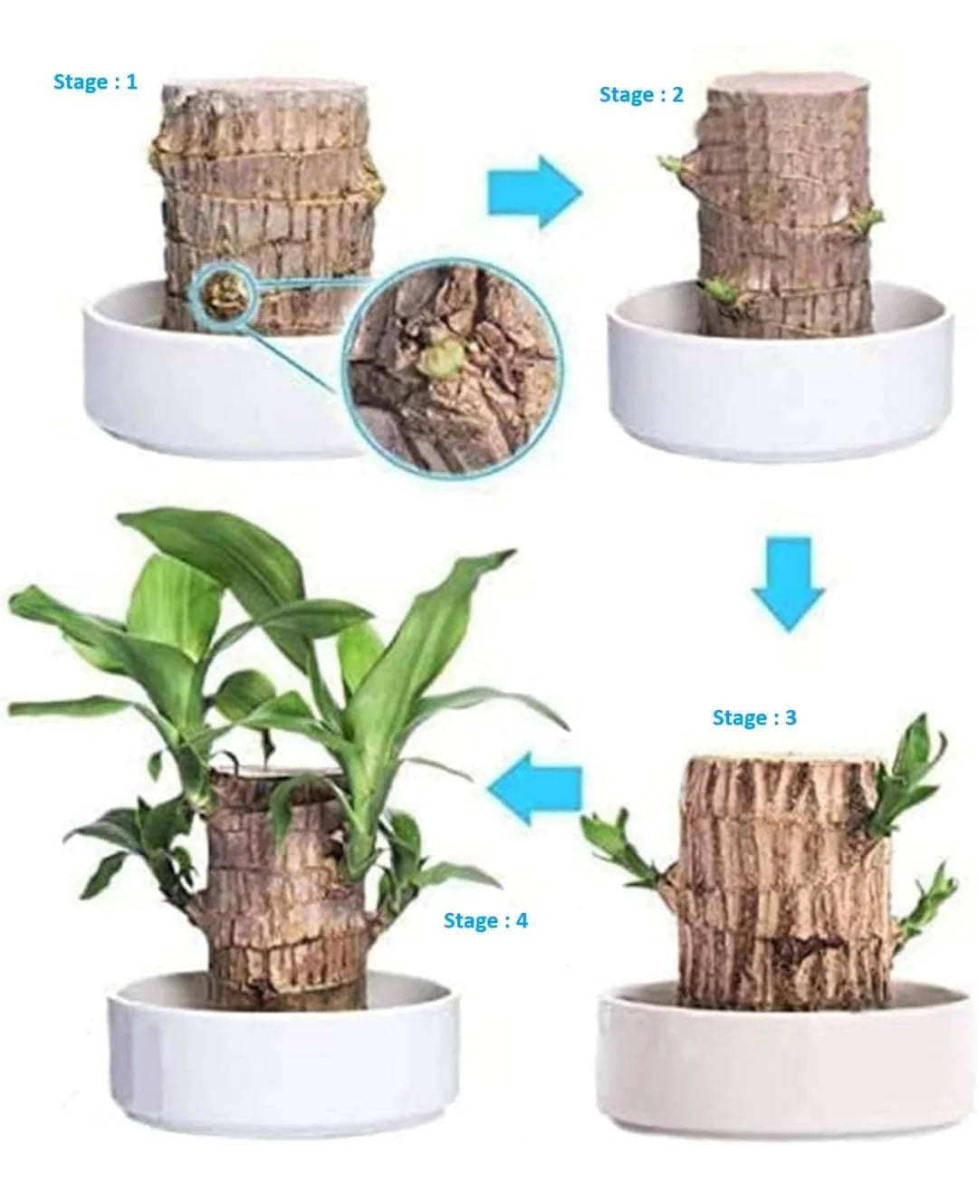 Brazil wood lucky bamboo plant on wooden office desk as air purifier