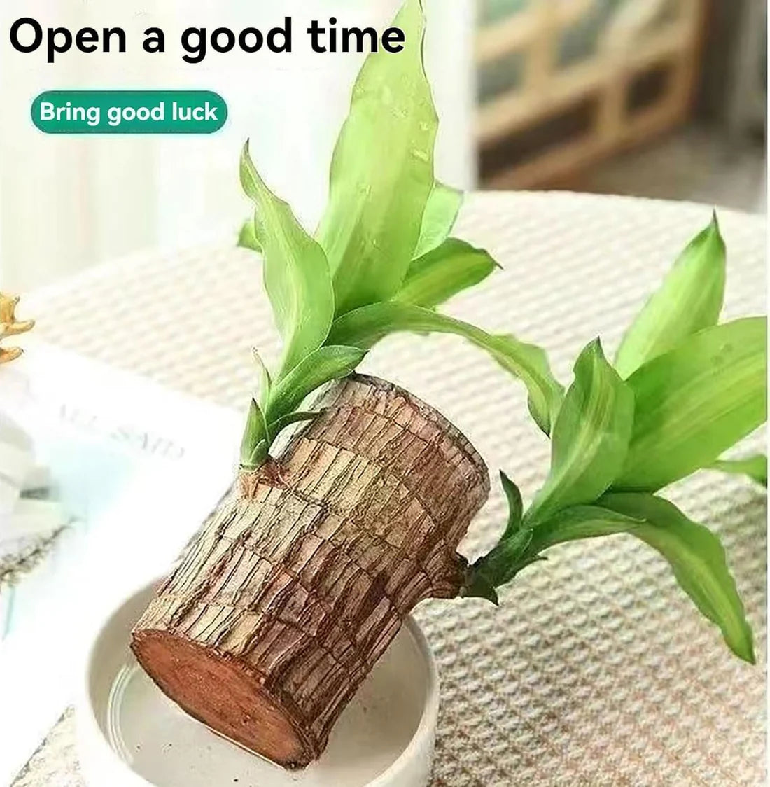 Decorative brazil wood indoor plant placed on a shelf for home interior